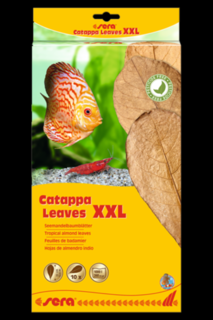 Sera Catappa Leaves XXL