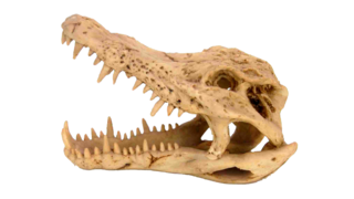 Crocodile Skull - Med