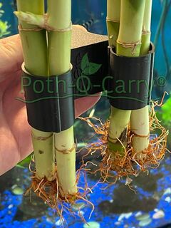 Poth-O-Carry Duo