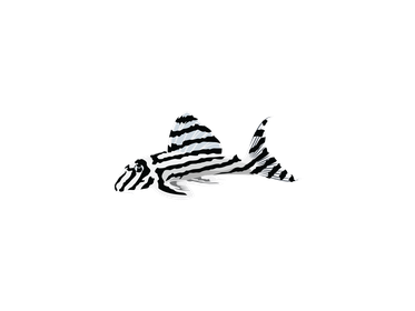 Sticker - Zebra Pleco