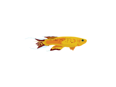 Sticker - Killifish australe