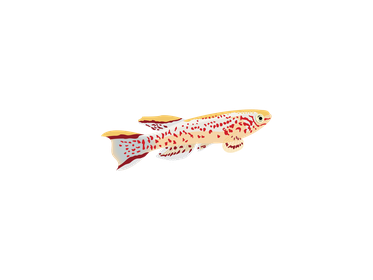 Sticker - Killifish Blue Lyretail