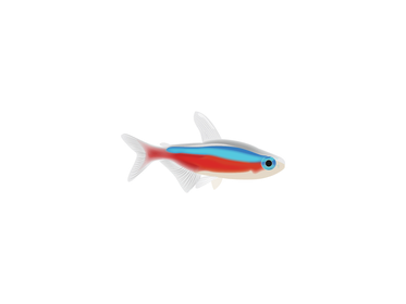 Sticker - Cardinal Tetra