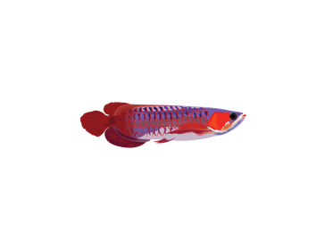 Sticker - Arowana